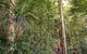 Rainforest & Nocturnal Wildlife Tour - thumb 5