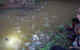 Rainforest & Nocturnal Wildlife Tour - thumb 3