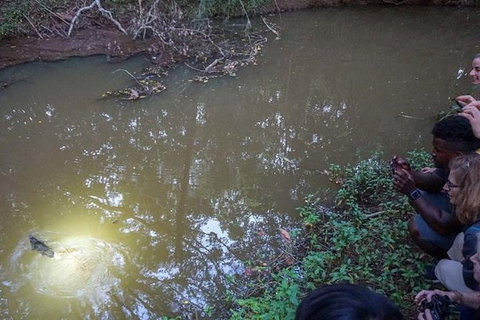 Rainforest & Nocturnal Wildlife Tour - Accommodation Adelaide 3