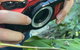 Let\'s Go Buggin & Let\'s Go Shroomin - Photography & Nature Walking Tours - thumb 7