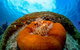 2-Day Great Barrier Reef And Daintree Rainforest Combo Package - thumb 2