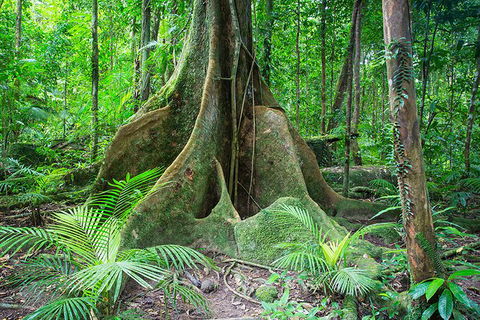 Mossman Gorge Adventure Day - Accommodation Adelaide 1