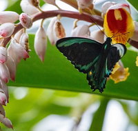 Australian Butterfly Sanctuary- Virtual Interactive Tour With Private Guide - Accommodation Adelaide