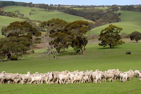 Kangaroo Island Luxury Small Group \'Island Life\' Full Day Tour - Accommodation Adelaide 4