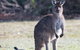 Kangaroo Island Luxury Small Group \'Island Life\' Full Day Tour - thumb 1