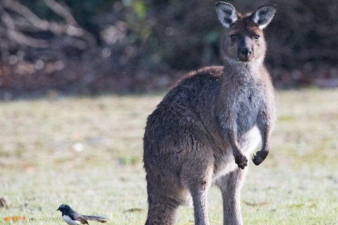 Kangaroo Island Luxury Small Group \'Island Life\' Full Day Tour - Accommodation Adelaide 1