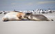 Kangaroo Island Luxury Small Group \'Island Life\' Full Day Tour - thumb 3