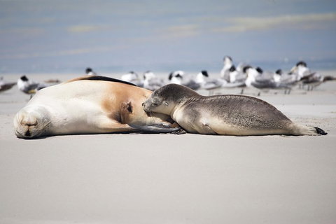 Kangaroo Island Luxury Small Group \'Island Life\' Full Day Tour - Accommodation Adelaide 3
