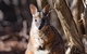 Kangaroo Island Luxury Small Group \'Island Life\' Full Day Tour - thumb 2