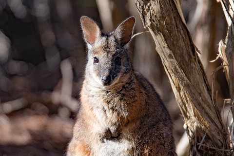 Kangaroo Island Luxury Small Group \'Island Life\' Full Day Tour - Accommodation Adelaide 2