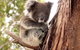 Kangaroo Island Luxury Small Group \'Island Life\' Full Day Tour - thumb 0