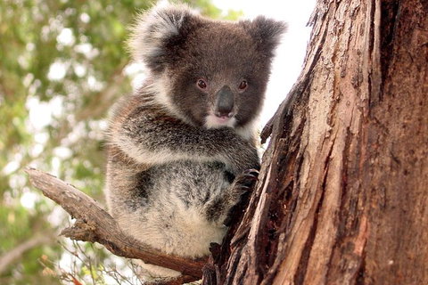 Kangaroo Island Luxury Small Group \'Island Life\' Full Day Tour - Accommodation Adelaide 0