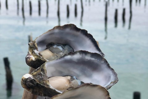 Coffin Bay Oysters, Ocean & Nature Tour - Accommodation Adelaide 6