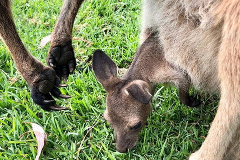 Coffin Bay Oysters, Ocean & Nature Tour - Accommodation Adelaide 10