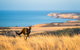 2-Day Kangaroo Island Safari From Adelaide - thumb 0