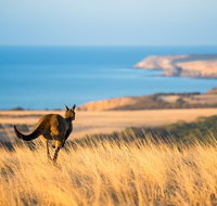 2-Day Kangaroo Island Safari from Adelaide - Accommodation Adelaide