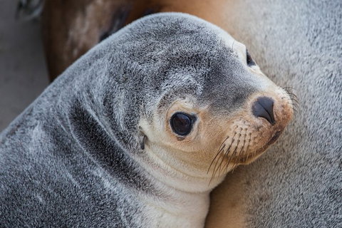 2-Day Kangaroo Island Safari From Adelaide - Accommodation Adelaide 9