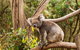 2-Day Kangaroo Island Safari From Adelaide - thumb 13