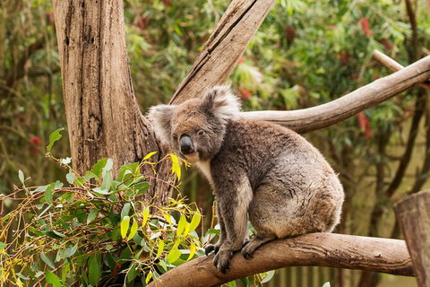 2-Day Kangaroo Island Safari From Adelaide - Accommodation Adelaide 13