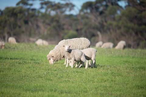 Fine Flavours - Full Day Kangaroo Island Food & Wine Tour - Accommodation Adelaide 9