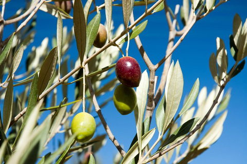 Fine Flavours - Full Day Kangaroo Island Food & Wine Tour - Accommodation Adelaide 3