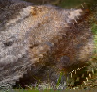 Cradle Mountain Wildlife Spotting after Dark - Accommodation Adelaide