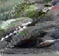 After Dark Tasmanian Devil Feeding Tour at Cradle Mountain - Accommodation Adelaide