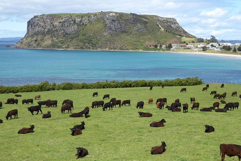 Cruise Ship Excursion: Stanley - Accommodation Adelaide 0