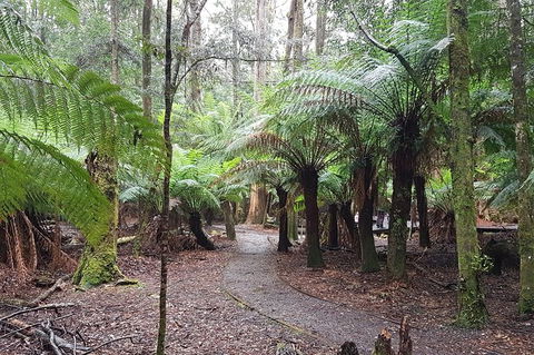 Cruise Ship Excursion: Stanley - Accommodation Adelaide 5