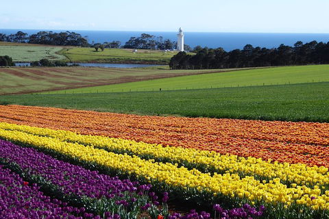 Cruise Ship Excursion: Stanley - Accommodation Adelaide 18