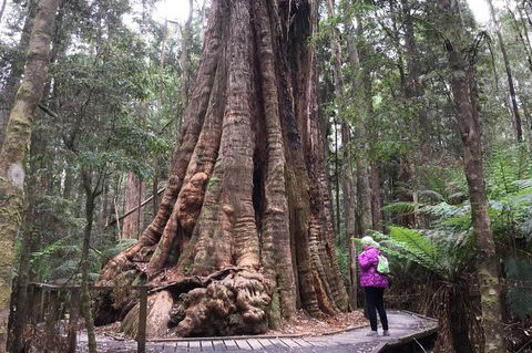 Cruise Ship Excursion: Stanley - Accommodation Adelaide 11