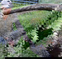 1-Hour Tasmanian Devil Feeding Day Tour at Cradle Mountain - Accommodation Adelaide