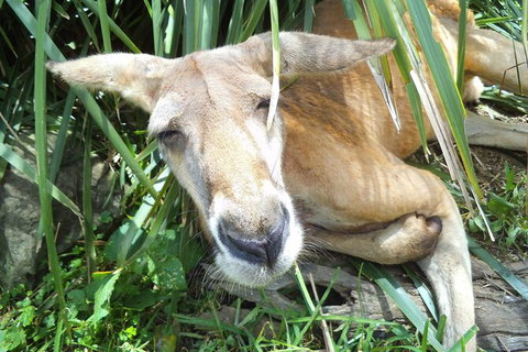 Peninsula Nature Tour - Accommodation Adelaide 7