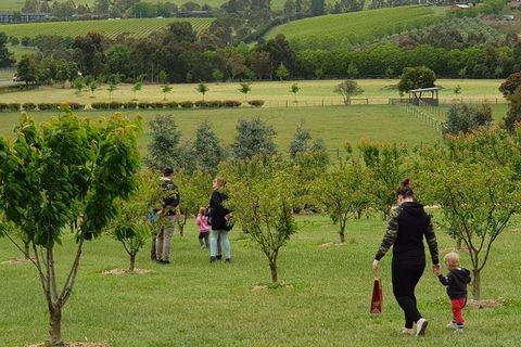 Day Tour Of Yarra Valley Puffing Billy And Rayners Orchard - Accommodation Adelaide 36