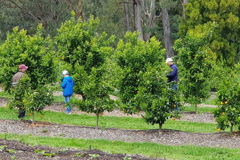 Day Tour Of Yarra Valley Puffing Billy And Rayners Orchard - Accommodation Adelaide 1