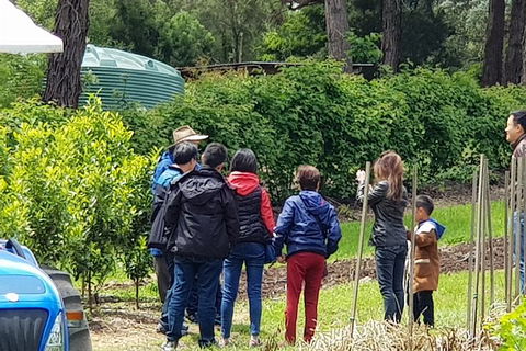 Day Tour Of Yarra Valley Puffing Billy And Rayners Orchard - Accommodation Adelaide 16