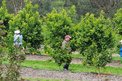 Day Tour Of Yarra Valley Puffing Billy And Rayners Orchard - Accommodation Adelaide 34