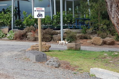 Day Tour Of Yarra Valley Puffing Billy And Rayners Orchard - Accommodation Adelaide 2