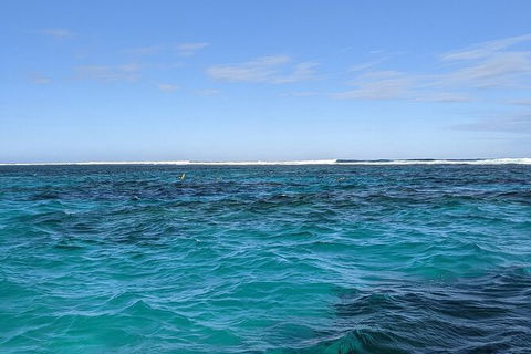 Marine Eco Safari - Swim With Manta Rays - Accommodation Adelaide 2
