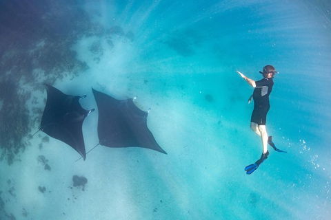 Marine Eco Safari - Swim With Manta Rays - Accommodation Adelaide 1