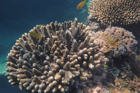 Marine Eco Safari - Swim With Manta Rays - Accommodation Adelaide 5