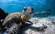 Marine Eco Safari - Swim With Manta Rays - thumb 4