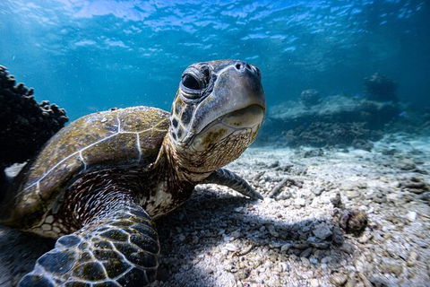 Marine Eco Safari - Swim With Manta Rays - Accommodation Adelaide 4