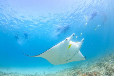 Marine Eco Safari - Swim With Manta Rays - Accommodation Adelaide 0