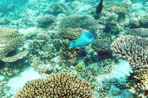 Marine Eco Safari - Swim With Manta Rays - Accommodation Adelaide 3