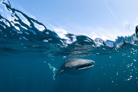 Whale Shark Safari - Accommodation Adelaide 6