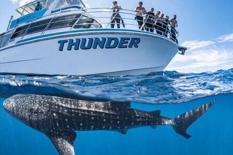 Whale Shark Safari - Accommodation Adelaide 1
