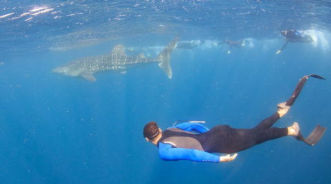 Whale Shark Safari - Accommodation Adelaide 4