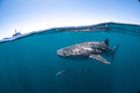 Whale Shark Safari - Accommodation Adelaide 3