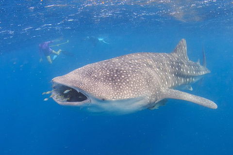 Whale Shark Safari - Accommodation Adelaide 5